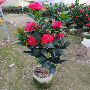 四季茶花有几个品种 四季茶花有多少种、四季茶花品种有哪些