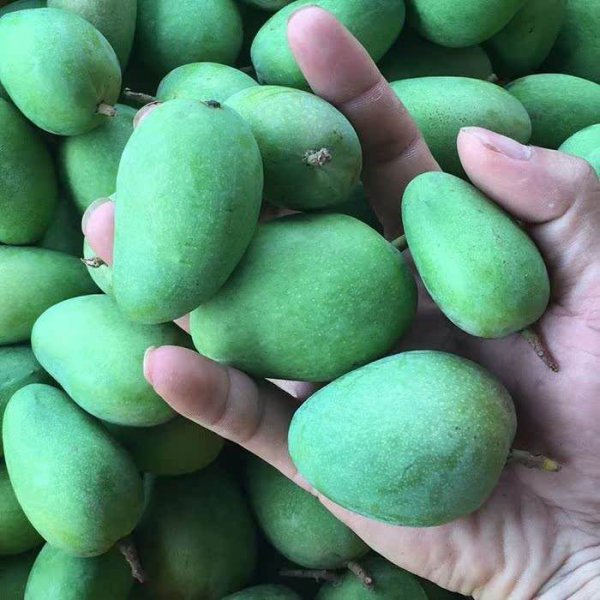 小台芒一般什么季节有