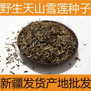 雪莲果的种子去哪买 雪莲果种子购买地点
