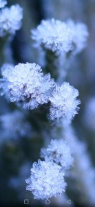 冬天常见的花有哪些 冬季盛开的花有哪些？