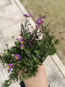 姬小菊能活几年 姬小菊寿命多久？
