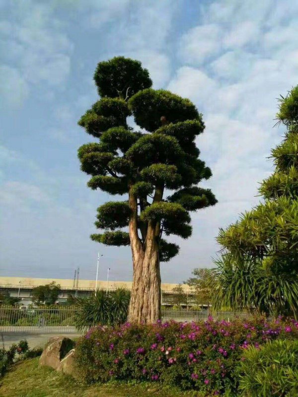 风景树种类