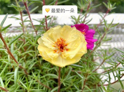 太阳花种子几月份种 什么时候种植太阳花种子？