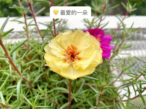 太阳花种子几月份种
