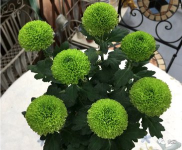 乒乓菊喜阴还是喜阳 乒乓菊是喜欢阴还是阳光环境？