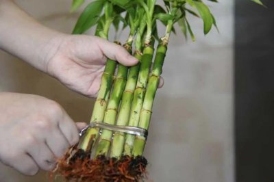 富贵竹换土时间和方法 更换富贵竹的土壤时间和方法