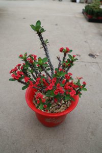虎刺梅喜阴还是喜阳 虎刺梅偏爱阴暗环境还是光明环境？