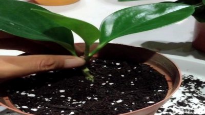 碧玉换土时间和方法 如何更换植物的土壤以提升生长效果？