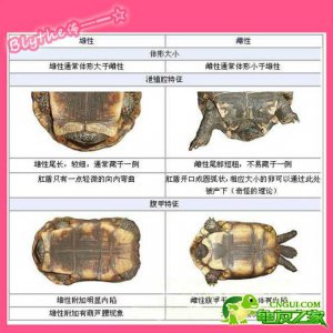 山乌龟喜阴还是喜阳 喜欢阴暗环境的山乌龟
喜欢遮荫的山乌龟