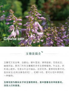 玉簪喜阴还是喜阳 喜欢阴暗环境的玉簪
喜欢阳光的玉簪
