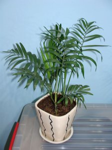 袖珍椰子树喜阴还是喜阳 椰子树偏好哪种光照条件阳光还是阴凉？
