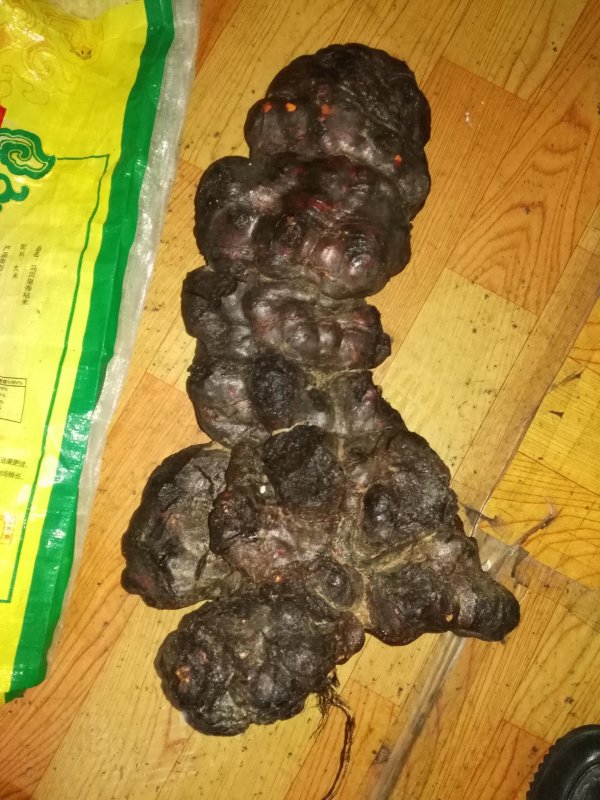 何首乌喜阴还是喜阳