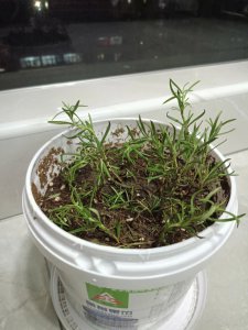 薄荷换土时间和方法 薄荷更换土壤的时间和方式