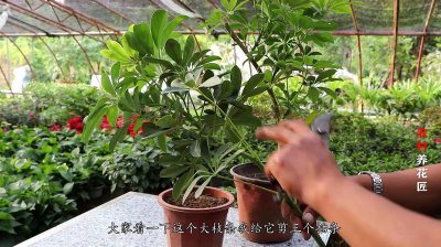 鸭脚木换土时间和方法 鸭脚木换盆的最佳时间和步骤