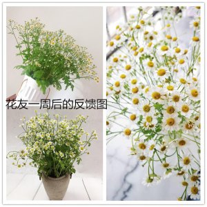 洋甘菊喜阴还是喜阳 洋甘菊是喜欢阴还是喜欢阳光？