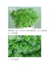 薄荷草喜阴还是喜阳 薄荷草是喜欢阴凉还是喜欢阳光？