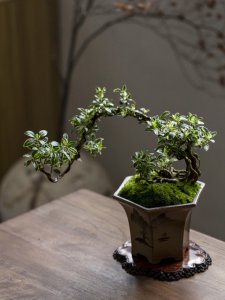 六月雪盆栽的寓意 六月雪盆栽的象征意义
