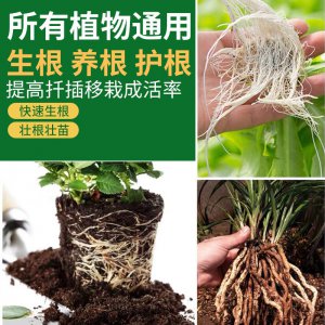 生根剂使用方法 生根剂使用指南
促根剂正确使用技巧