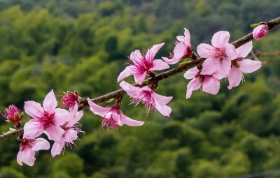 桃花长什么样 桃花的外观是怎样的 
桃花的外貌特征