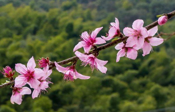 桃花长什么样