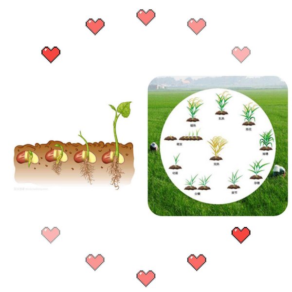 种子发芽有哪六个过程