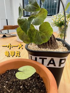 龟甲龙怎么养 如何照顾龟甲龙
如何养护龟甲龙