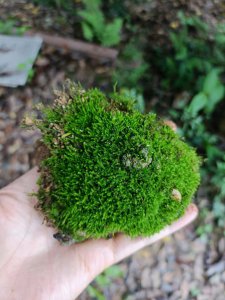 苔藓有多少种类 苔藓有多少种类？