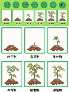 种子的生长过程 种子的发芽过程