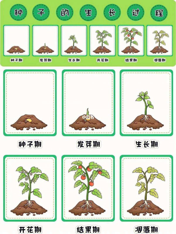 种子的生长过程