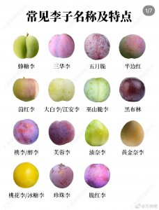 李子的品种有哪些 李子有哪些种类？
