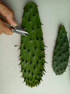 仙人掌的刺扎手里弄不出来怎么办 处理仙人掌刺扎手的方法