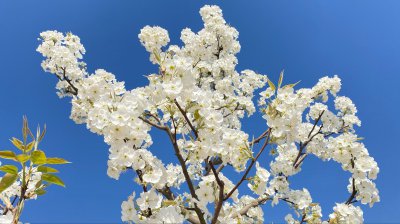 梨花什么时候开放 梨花何时盛开？