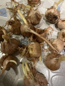 香雪兰可以不挖种球吗 香雪兰可以不移植种球吗？