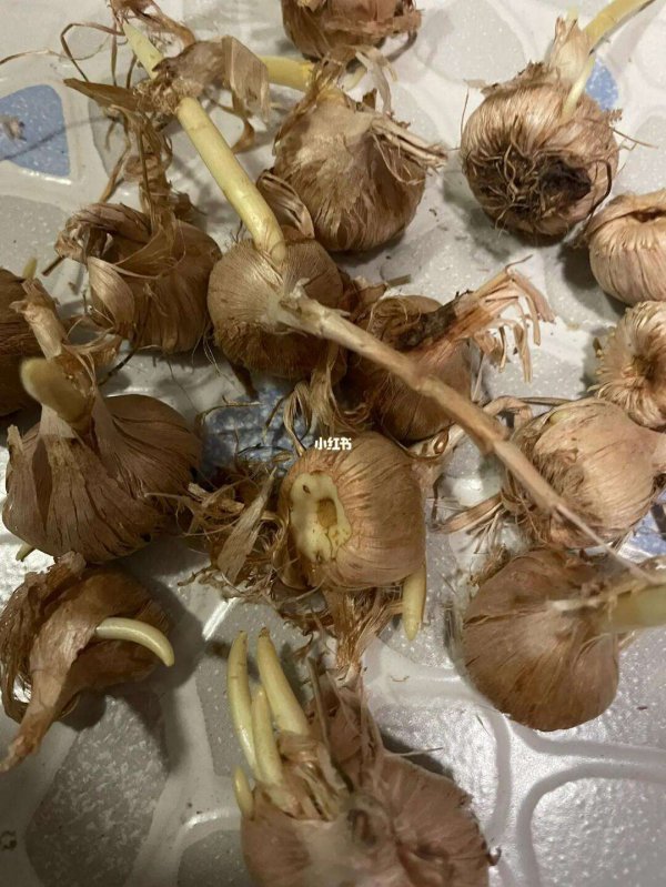 香雪兰可以不挖种球吗