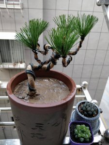 农村可以做盆景的树桩 农村树桩可制作盆景