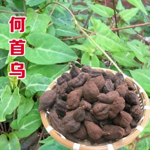 何首乌种子是什么样 何首乌种子的外观是怎样的？