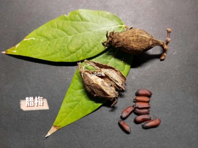 腊梅的种子能种吗 腊梅的种子可否播种？