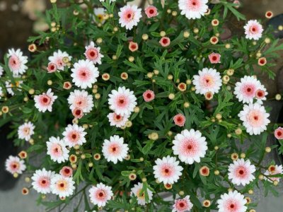 玛格丽特花能活几年 玛格丽特花的寿命是多久？