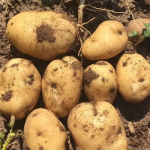 什么品种的土豆高产 高产土豆品种推荐
高产土豆种植技巧分享