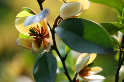 含笑花的寓意和象征是什么？是凶树还是吉树？