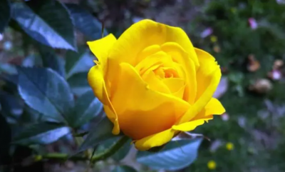 黄玫瑰寓意是什么意思？花语有哪些？