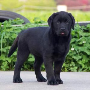 巡回猎犬是什么意思 巡回猎犬的定义是什么？