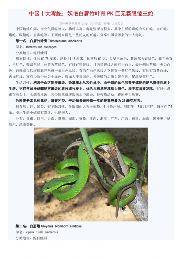 翠青蛇和竹叶青的区别