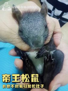 魔王松鼠寿命 魔王松鼠的寿命