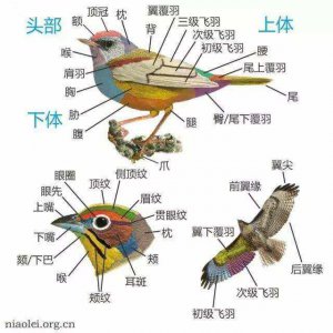 家雀儿和麻雀的区别 家雀儿与野雀之别