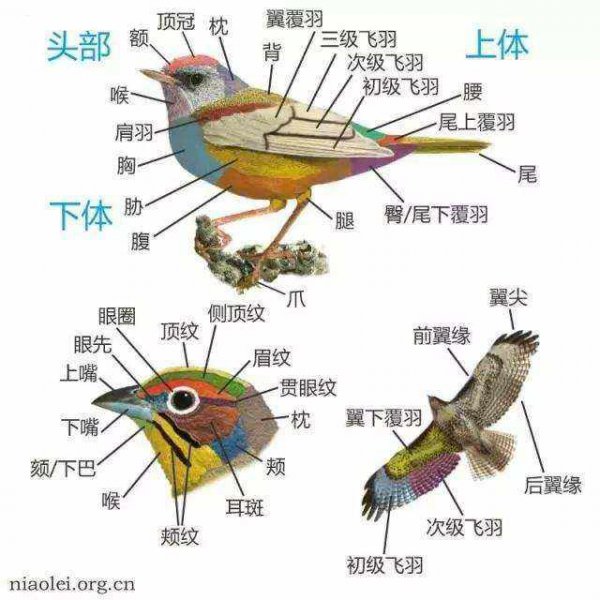 家雀儿和麻雀的区别