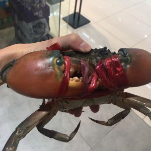 波格力蟹是什么品种 波格力蟹是哪个种类