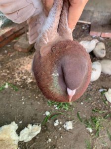 肉鸽怎么分公母最简单方法 肉鸽如何最简单地区分性别