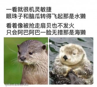 水獭和水貂的区别 水獭和水貂的异同