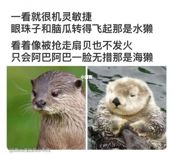 水獭和水貂的区别